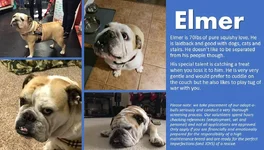 elmer.webp