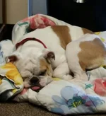 Bacon sleeping office cropped.webp