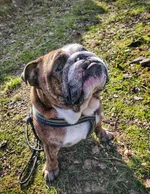 castor 2Feb20.webp
