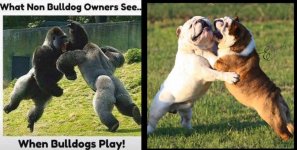 Bulldogs play.jpg