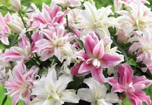 7ACBFAD8-F4C7-4711-832A-FAAFDB3C72E1.webp 7ACBFAD8-F4C7-4711-832A-FAAFDB3C72E1.webp