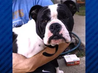 bronson.webp
