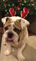 xmas.webp