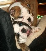 mollymaude12wks 007.webp