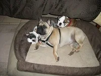 maude andmollie2 013.webp