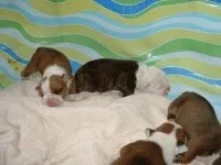 Lexi's Babies.webp