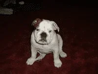 Roxy.webp