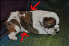 Nigel's Heart.webp