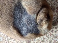 monty rear end.jpg monty rear end.jpg