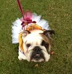 Olives 2012 halloween.webp