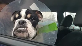jasper cone.webp