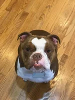 Bowser.webp
