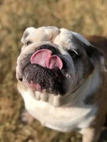 Maggie.webp