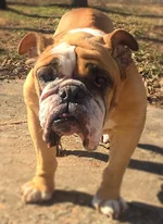 Shelby.webp