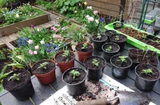 omplantering av tomater.webp