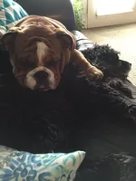 Gabe's pillow.webp