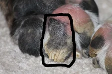 Pork Paw.webp