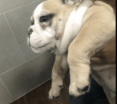 Screen Shot 2018-02-09 at 9.08.52 PM.png