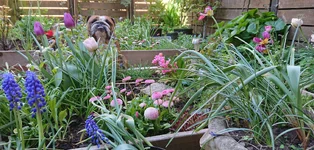 i blomsterlandet.webp