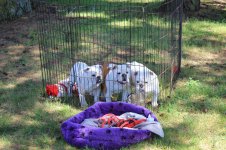 IMG_3722 (1).JPG IMG_3722 (1).JPG