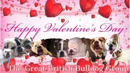 bulldog valentine.webp