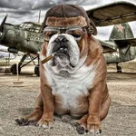 Bulldog.webp