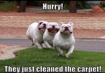 Bulldogs 5.jpg