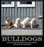 Bulldogs 6.webp Bulldogs 6.webp