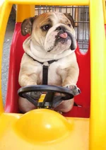 Bulldogs 7.webp