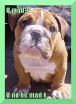 Bulldogs 9.webp