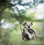 Bulldogs 10.webp