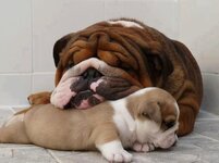 Bulldogs 15.jpg