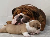 Bulldogs 15.webp