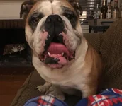 tyson.webp