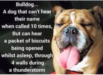 Bulldogs 19.webp