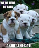 Bulldogs 22.jpg