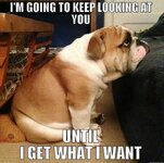 Bulldogs 23.jpg
