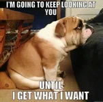 Bulldogs 23.webp