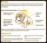 Bulldogs and heat stroke.jpg