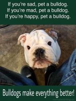 Bulldogs make it all better.JPG