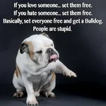 Get a bulldog.webp