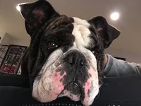 gemma.webp
