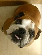 mugsy.webp