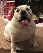 stella.webp