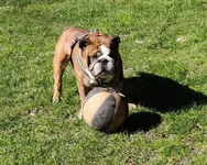 basketboll.webp