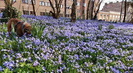 scilla.webp