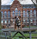 pÃ¥bordet.webp