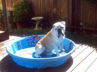 roxy.jpg roxy.jpg