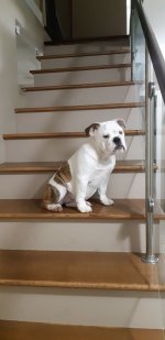 bella on stairs.jpg