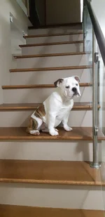 bella on stairs.webp